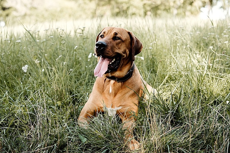 natürliche Familienbilder, Familienfotos, Familienportraits, Familienbilder, Familienfotograf, Familienfotografin, Absolut Fotografie, Tanja Steger